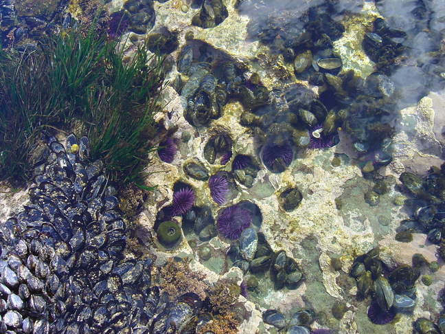 Mussels & 	Sea Urchins
